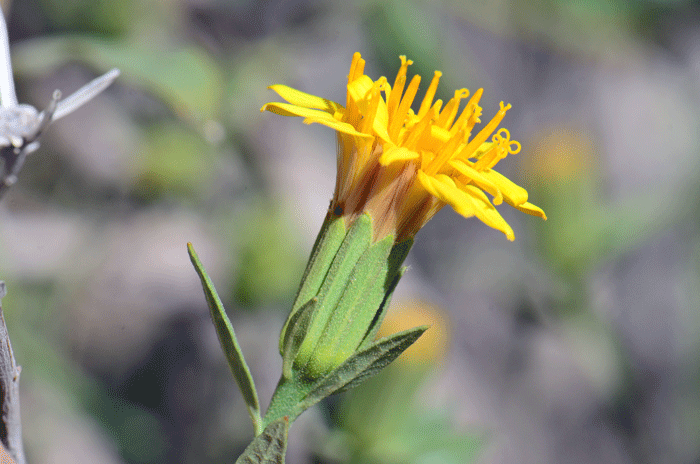 American Threefold has bright yellow tubular disk flowers. The flowers have asymmetrical “lips” with one larger than the other giving rise to the look of a ray flower as shown here. Trixis californica